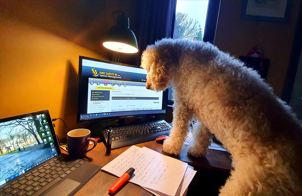 Our newest Fire Safety member working from home!